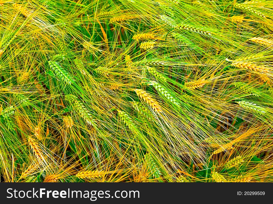 Golden Fields of wheat in detail