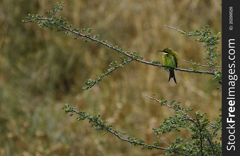 Swallow-Tailed Bee-Eater, common resident in South Africa