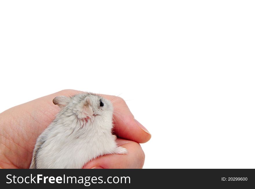 Hamster isolated on the white background.