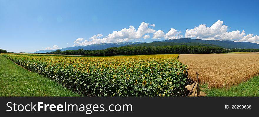 Fields of sonflowers in france. Fields of sonflowers in france