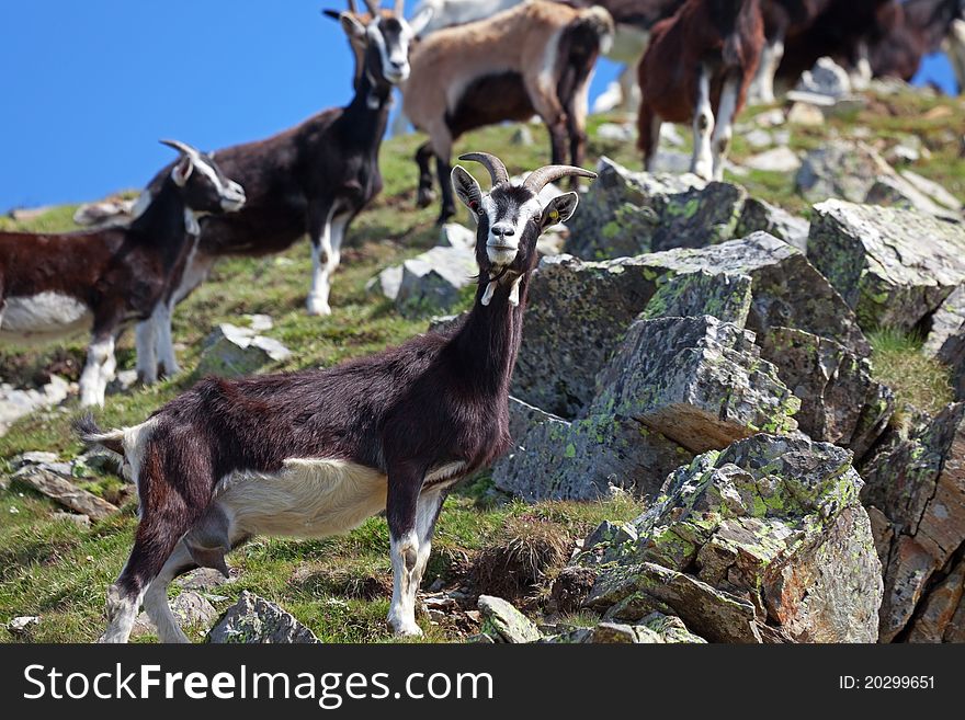 Goats at 2700 meters on the sea-level during summer