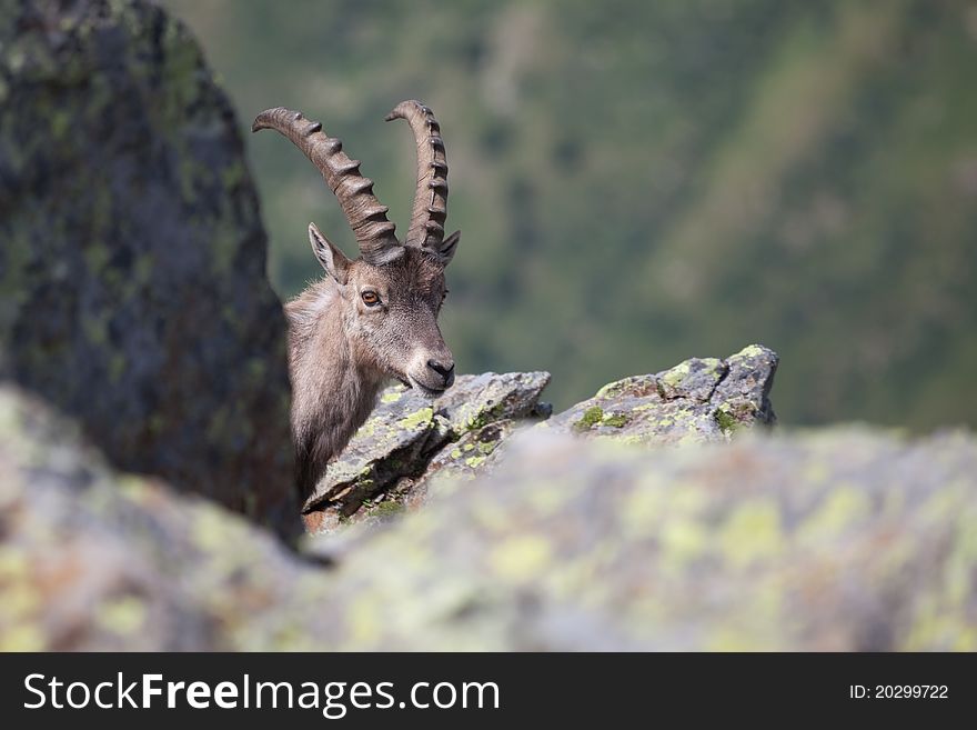 Ibex at 2700 meters on the sea-level during summer. CanÃ© Pass, Brixia province, Lombardy region, Italy