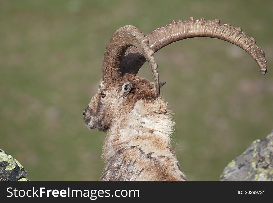 Ibex at 2700 meters on the sea-level during summer. CanÃ© Pass, Brixia province, Lombardy region, Italy