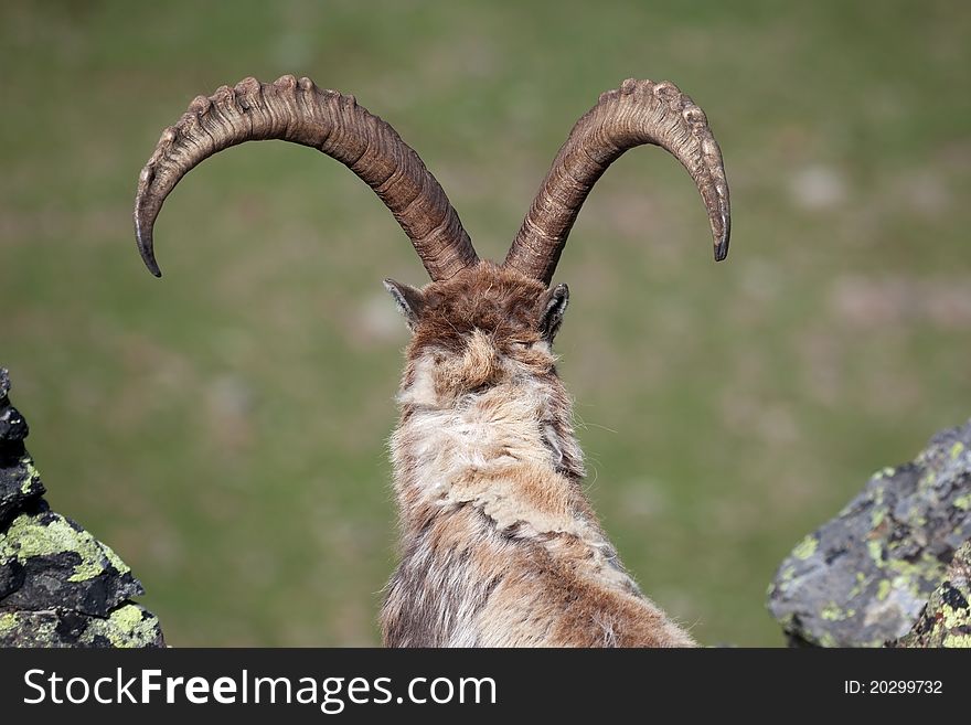 Ibex at 2700 meters on the sea-level during summer. CanÃ© Pass, Brixia province, Lombardy region, Italy