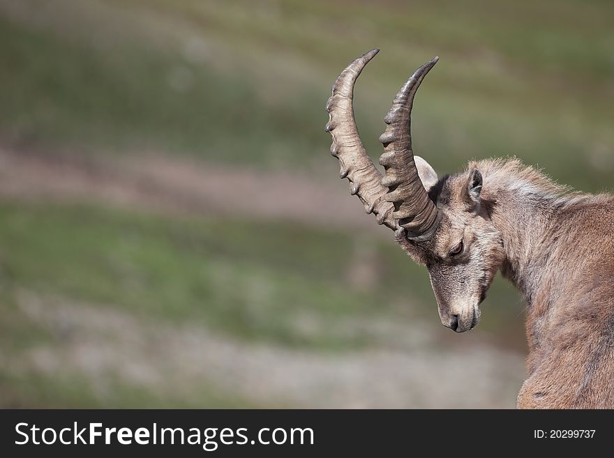 Ibex at 2700 meters on the sea-level during summer. Cané Pass, Brixia province, Lombardy region, Italy