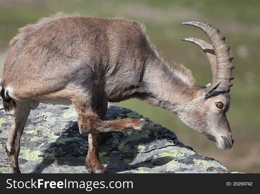 Ibex at 2700 meters on the sea-level during summer. Cané Pass, Brixia province, Lombardy region, Italy