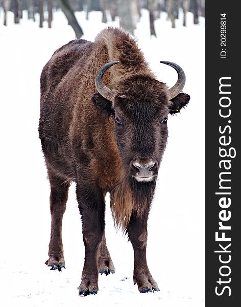 Aurochs standing on the snow in forest