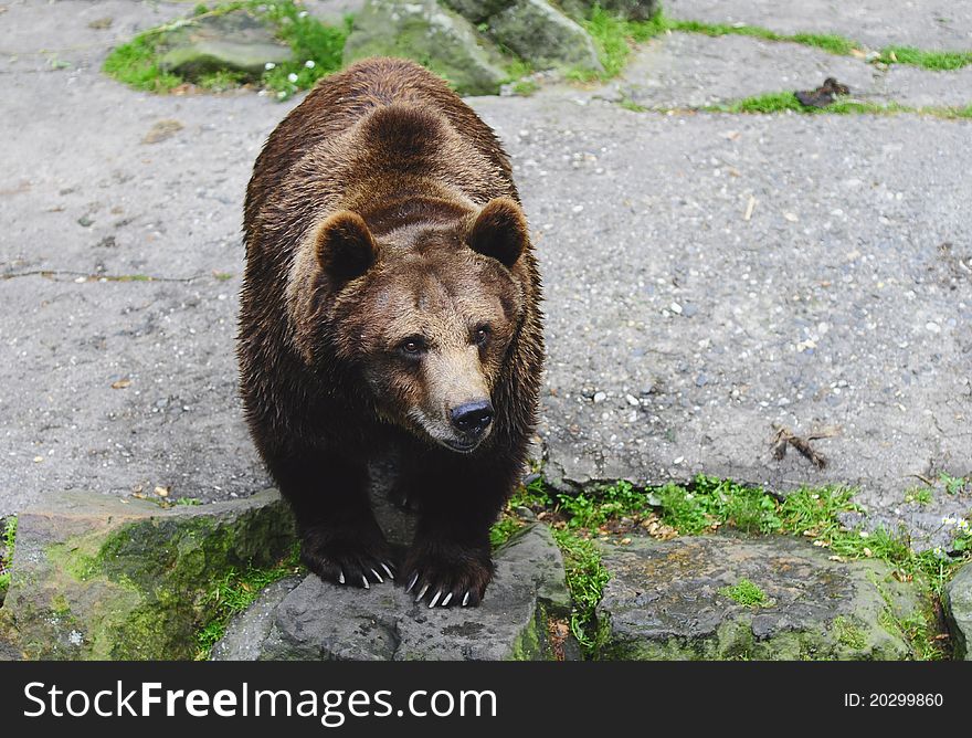 Big brown bear in zoo