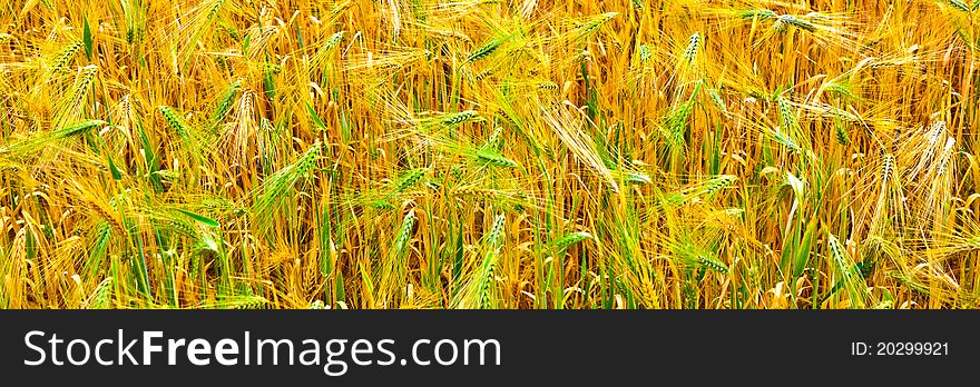 Fields of wheat at the end of summer fully ripe