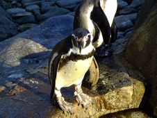 Penguins Stock Photos