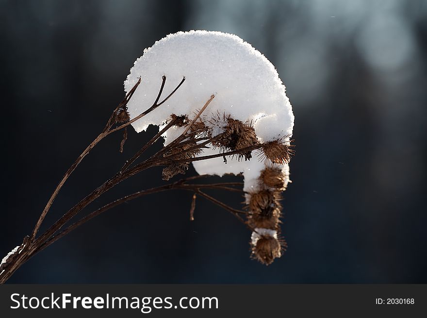 Argimony in snow at field