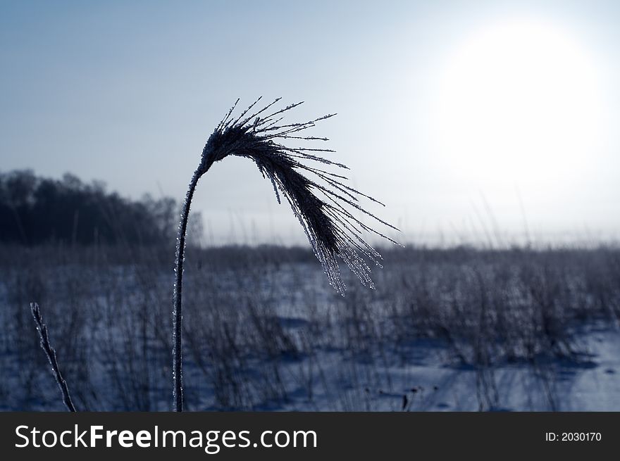 Ear in hoarfrost at field