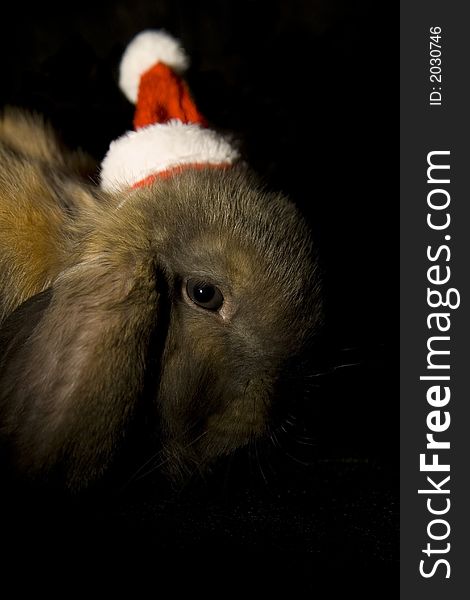 The christmas' rabbit with Santa Claus Cap on the head. The christmas' rabbit with Santa Claus Cap on the head