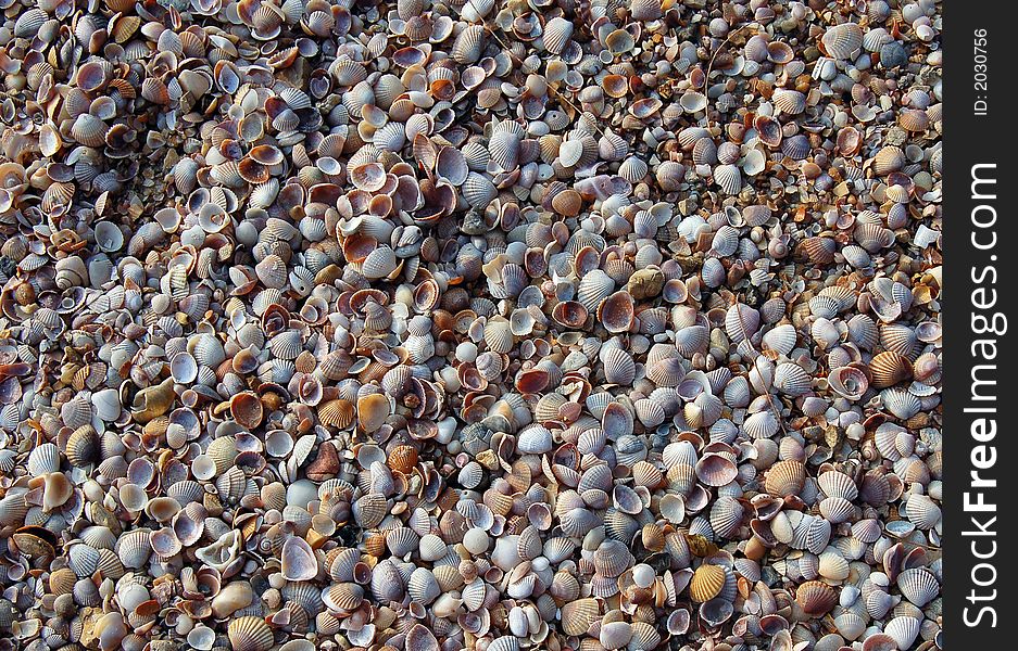 Seashell background closeup, beach in Thailand