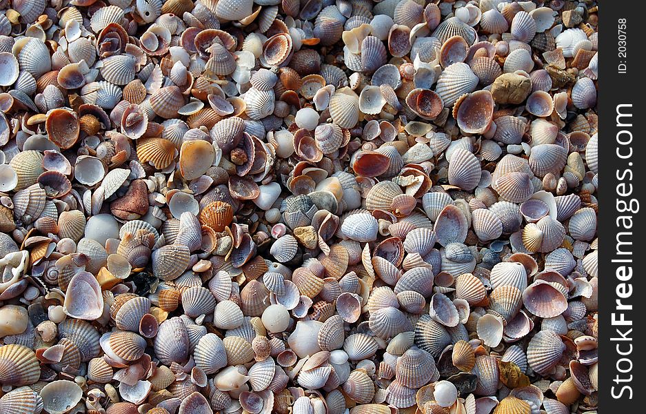 Seashell background closeup, beach in Thailand