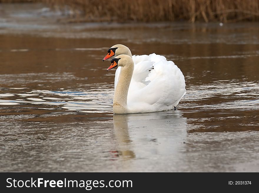 Pair of swans on a slow river