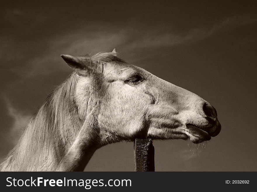 Portrait of white horse in black and white. Portrait of white horse in black and white