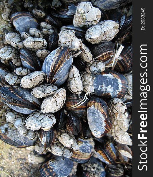 Mussels on rock during low tide