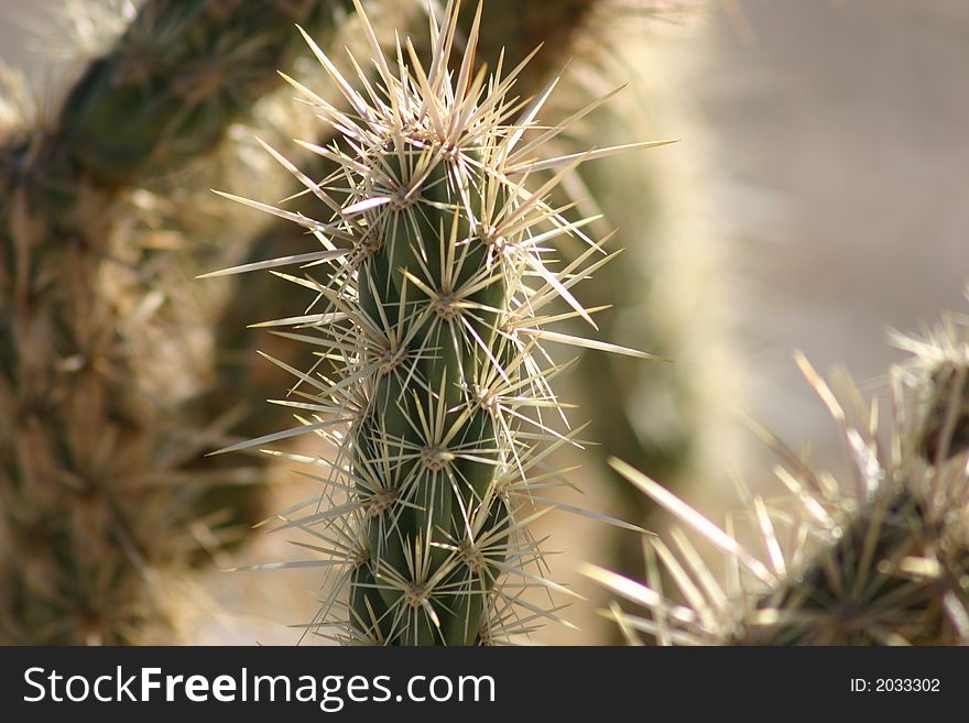 Cactus in the desert close up. Cactus in the desert close up