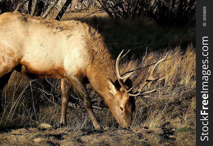 Photo of male elk feeding on grass. Photo of male elk feeding on grass