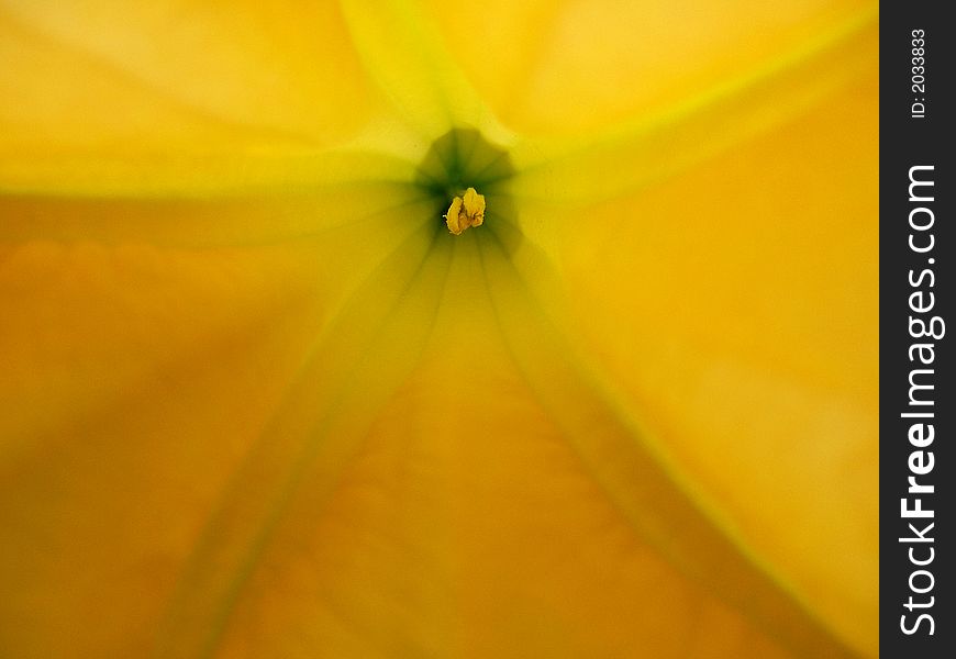Yellow Trumpet Flower
