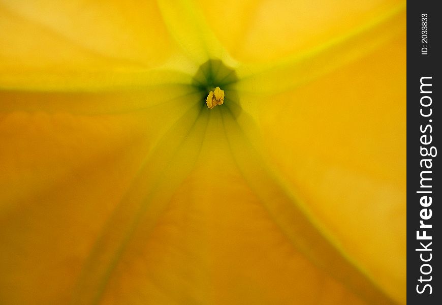 Up close photo of flower focused on center. Up close photo of flower focused on center