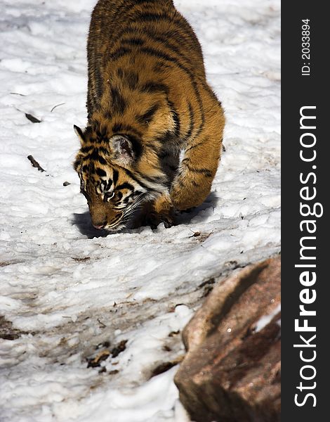 Tiger cub sniffing out its prey in the snow.