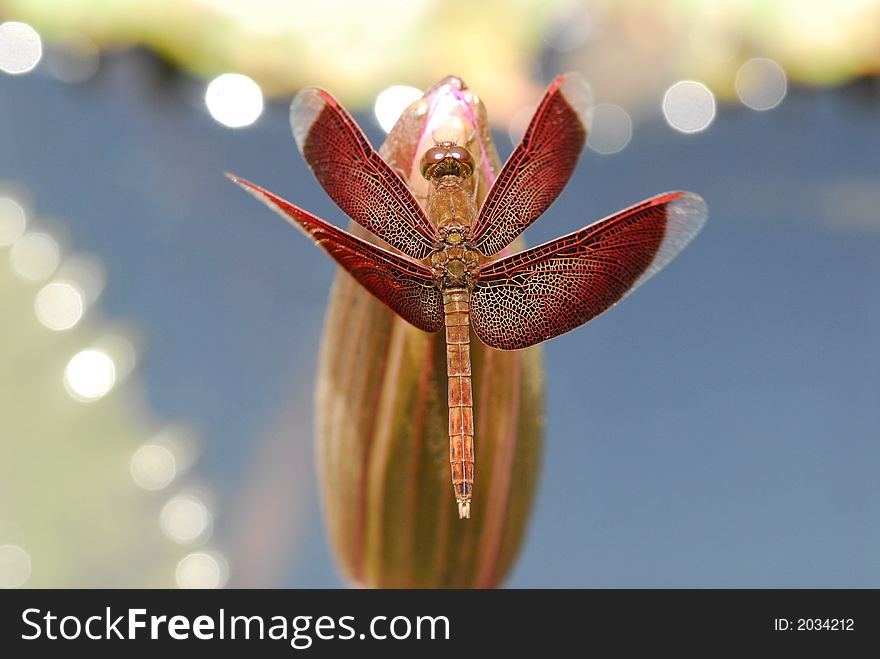 Red dragonfly in the ponds