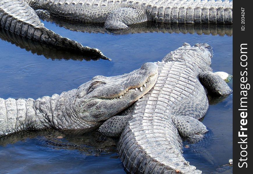 Crocodile sunning himself on the back of another croc