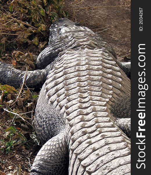 Photo of Crocodile laying down from behind. Photo of Crocodile laying down from behind
