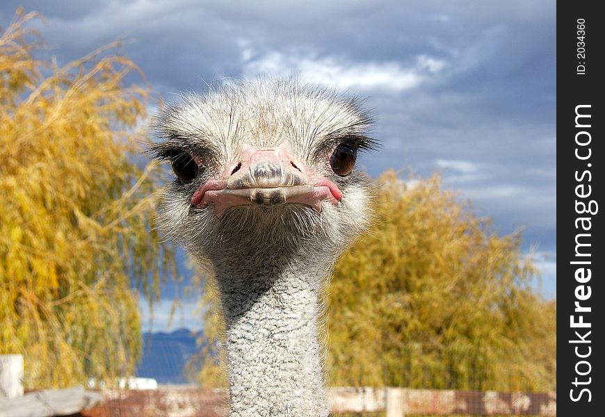 Ostrich looking directly forward at camera. Ostrich looking directly forward at camera