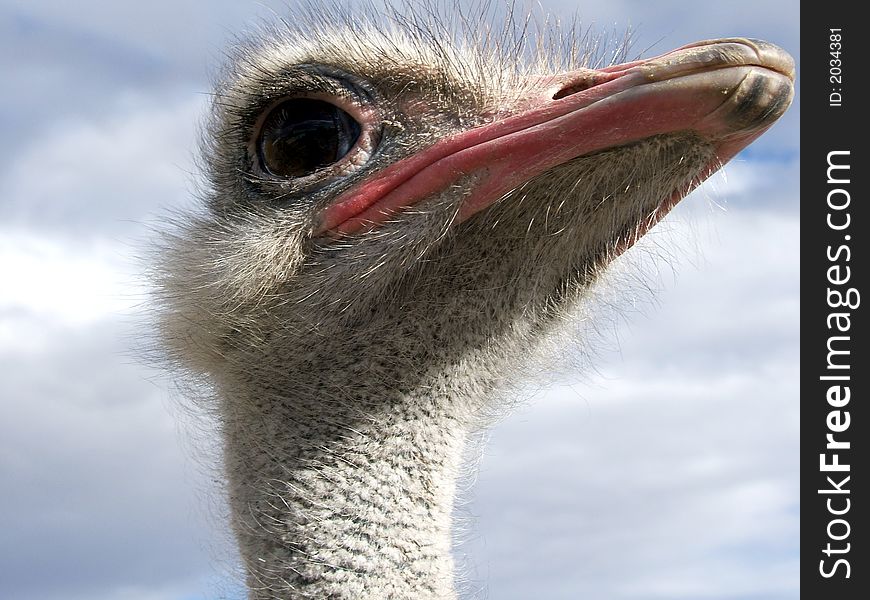 Side view of a Ostrich's head. Side view of a Ostrich's head