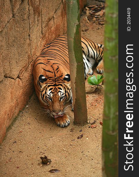 Malayan Tiger resting