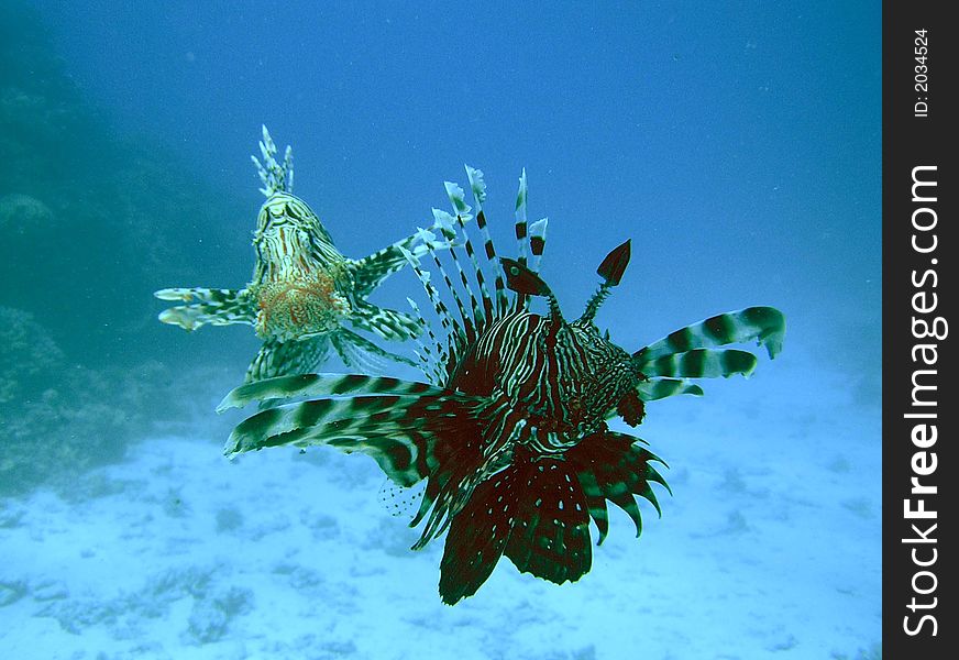 Lion-fishes chasing the camera