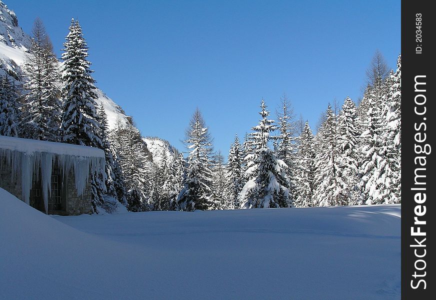 Nice pack of snow with the trees covered with snow as well. Nice pack of snow with the trees covered with snow as well