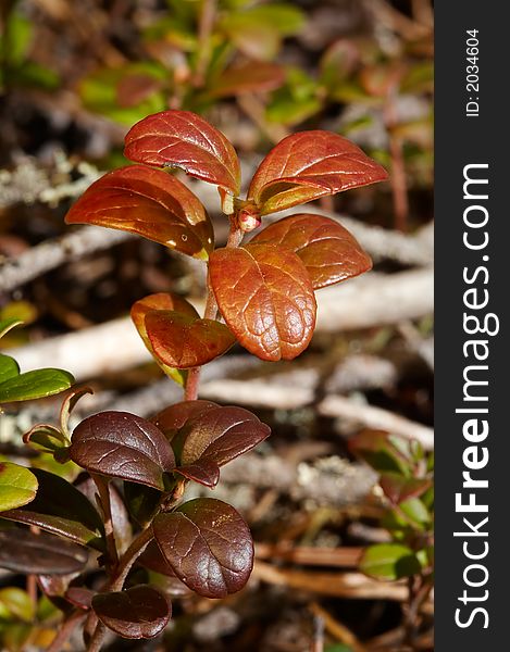 Little brunc of red bilberries