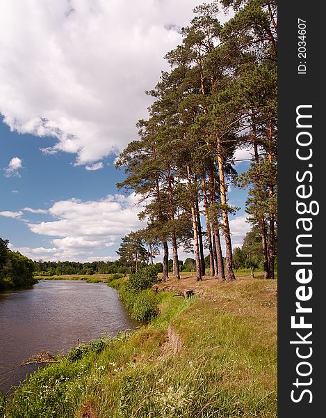 Pine trees on river bank. Pine trees on river bank