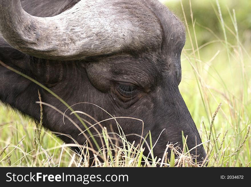 A buffalow eating grass early in the morning