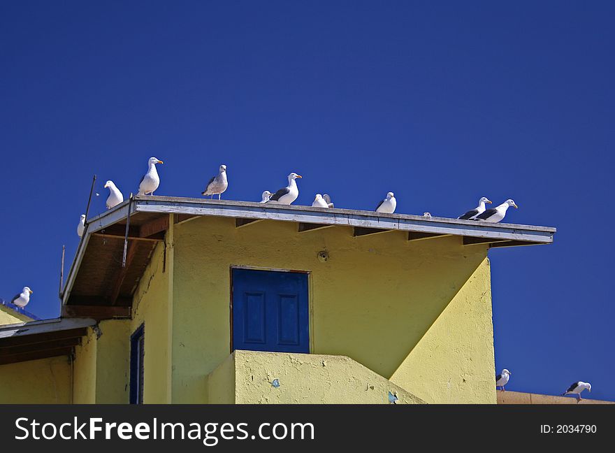 Birds on roof top