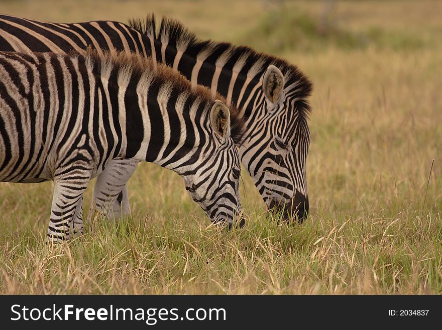 Two zebras eating at the same time. Two zebras eating at the same time