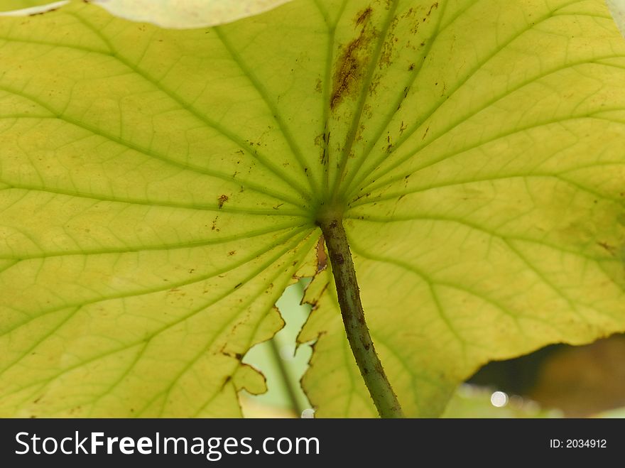 Nature Lotus Leaf