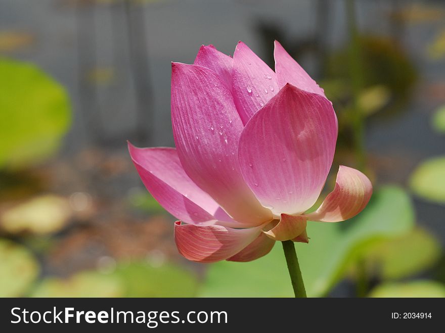 Nature Lotus Flower