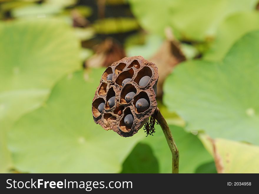 Dried lotus seeds in the pond
