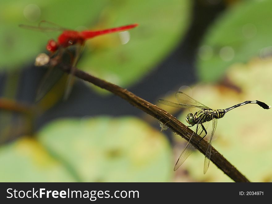 Two dragonflies sitting on the stick. Two dragonflies sitting on the stick