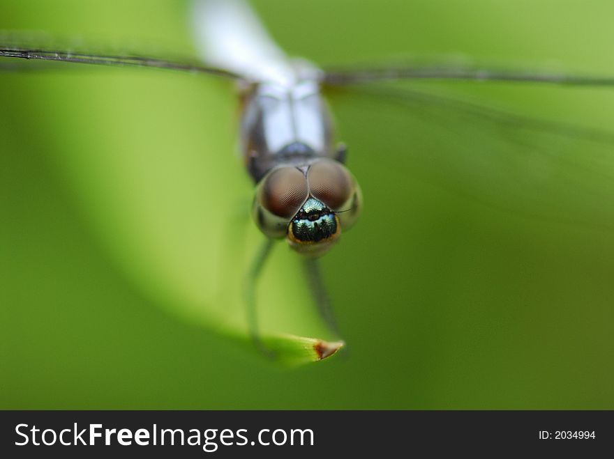Nature Dragonfly
