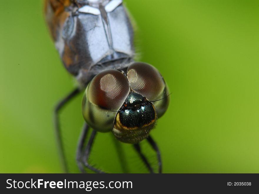 Nature Dragonfly