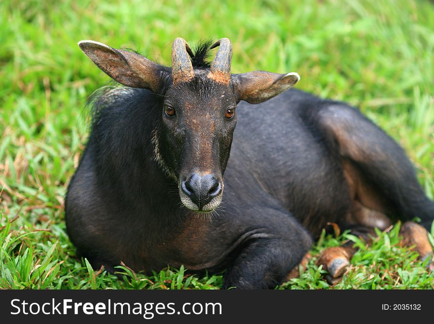 The wild goat (Capra aegagrus) is a common type of goat species, with a distribution ranging from Europe and Asia Minor to central Asia and the Middle East.