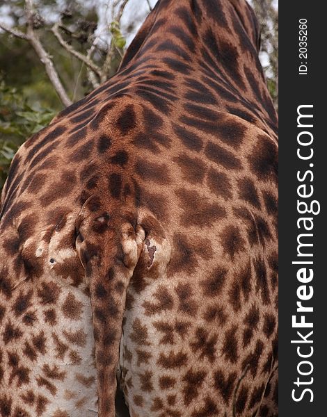 a giraffe viewed from behind, tail and spots. a giraffe viewed from behind, tail and spots