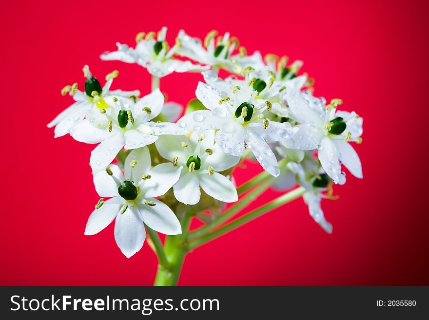 Beautiful white flower on red background