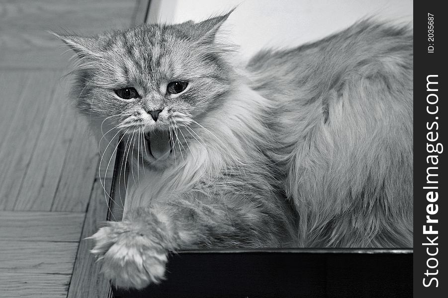 The image of yawning kitten in a box. b/w